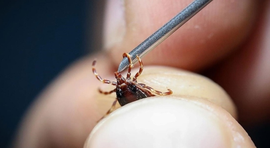 Kırım Kongo 3 can aldı