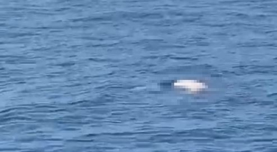 Deniz yüzeyinde erkek cesedi bulundu