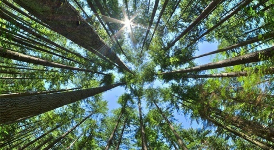 Denizli'de ormanda ateş yakmak yasaklandı
