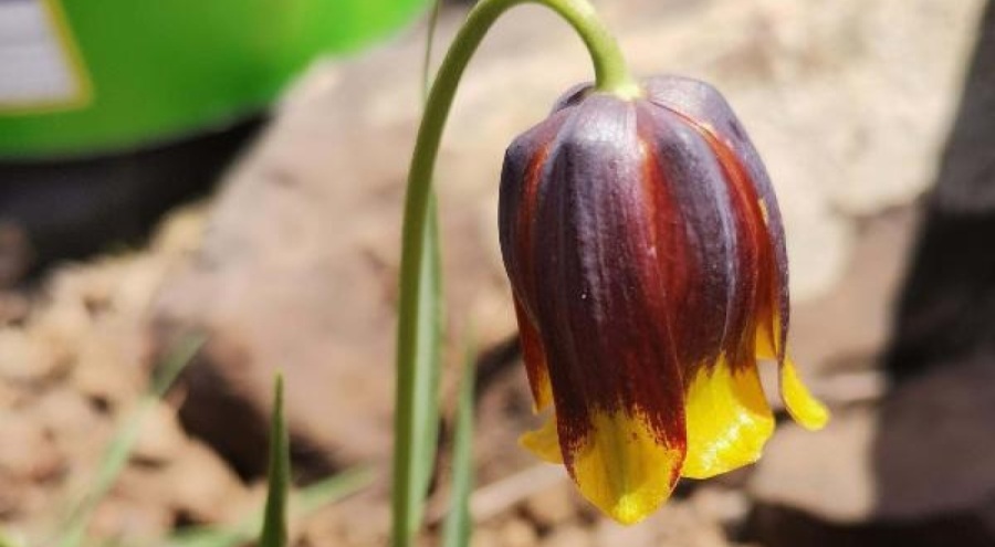 Elazığ'da Fritillaria karakocanensis keşfedildi