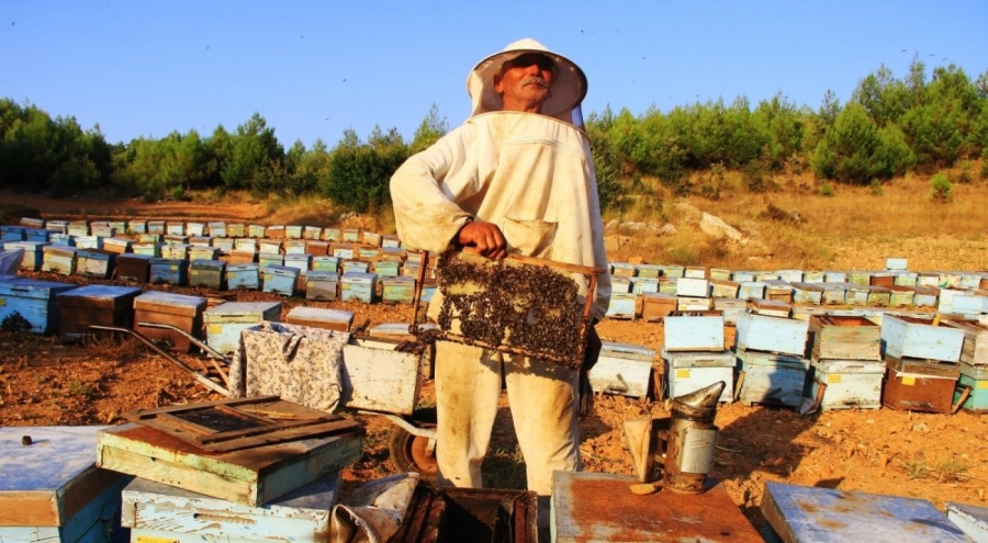 Çam balında rekolte yükseliyor