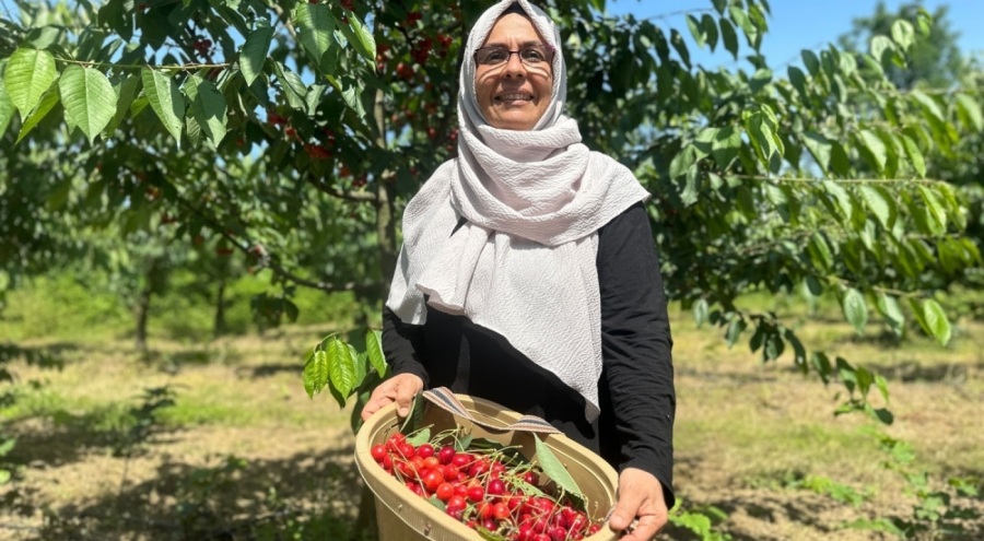 Bu bahçede herkes kendi kirazını kendi topluyor