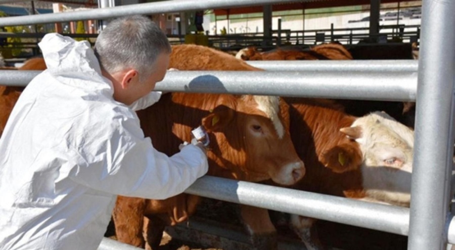Zonguldak'ta 6 köyde şap karantinası
