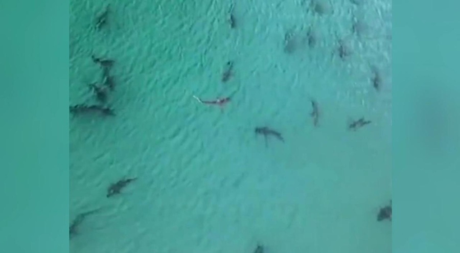 ABD sahillerinde  köpek balığı paniği