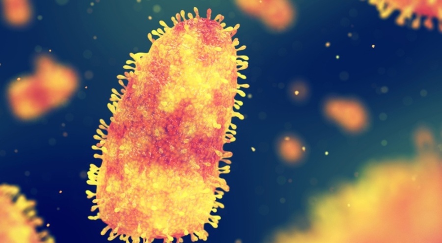 Şanlıurfa'da kuduz vakası! Bir kişi tedaviye alındı