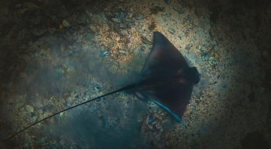 Tarım ve Orman Bakanlığı balıkların korunması için 'kırmızı liste' projesi başlattı