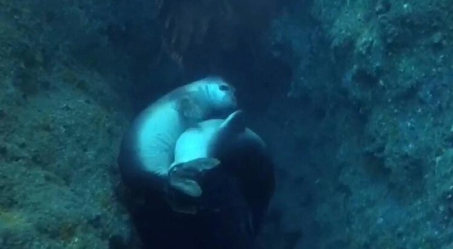 Tekne turları ve dalışlar Akdeniz foklarına zarar veriyor