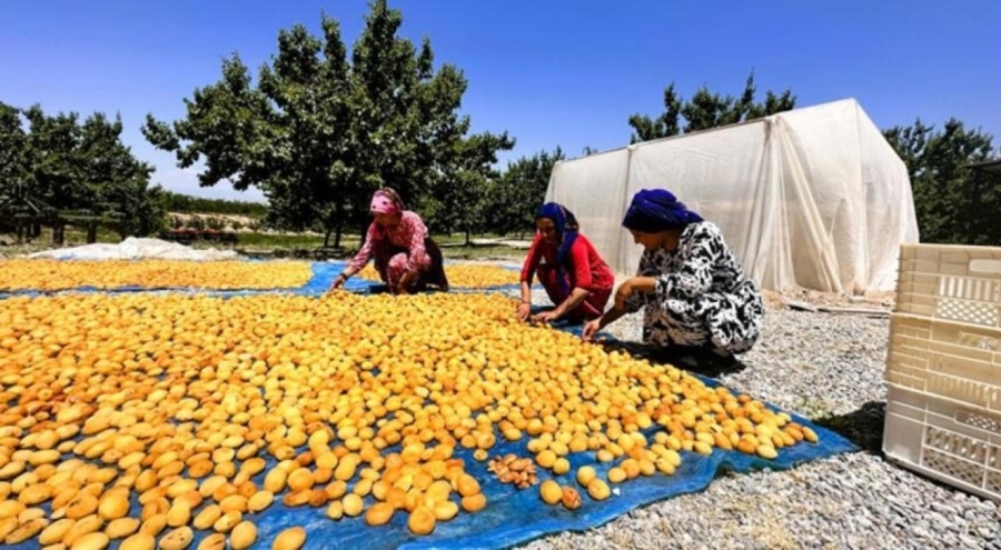 Malatya'da kayısı hasadı başladı