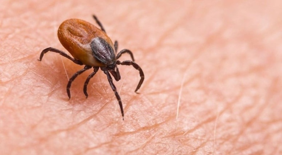 Kene tedavisinde umut ışığı