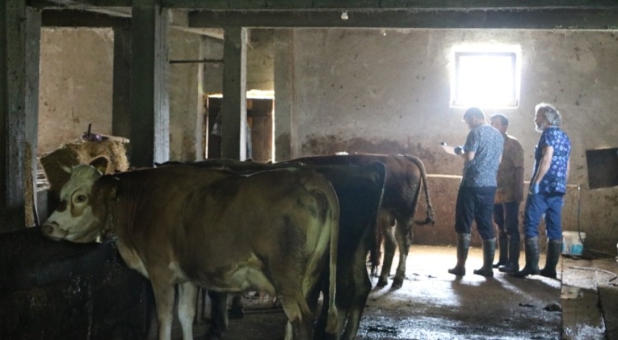 Zonguldak'ta şap hastalığı tespit edildi!