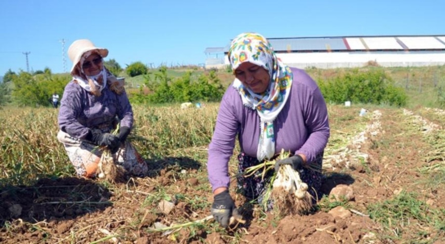 'Beyaz altın' hasadı başladı!