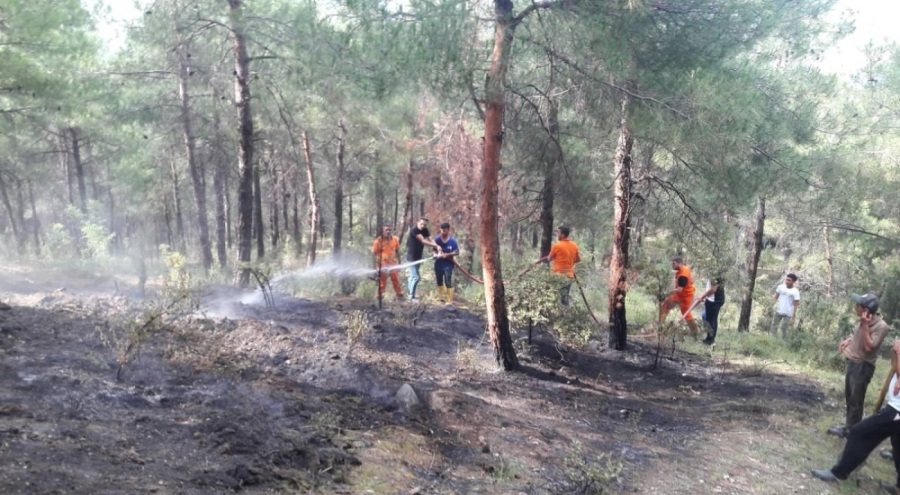Sinop'ta yıldırım düşen ormanda çıkan yangın söndürüldü