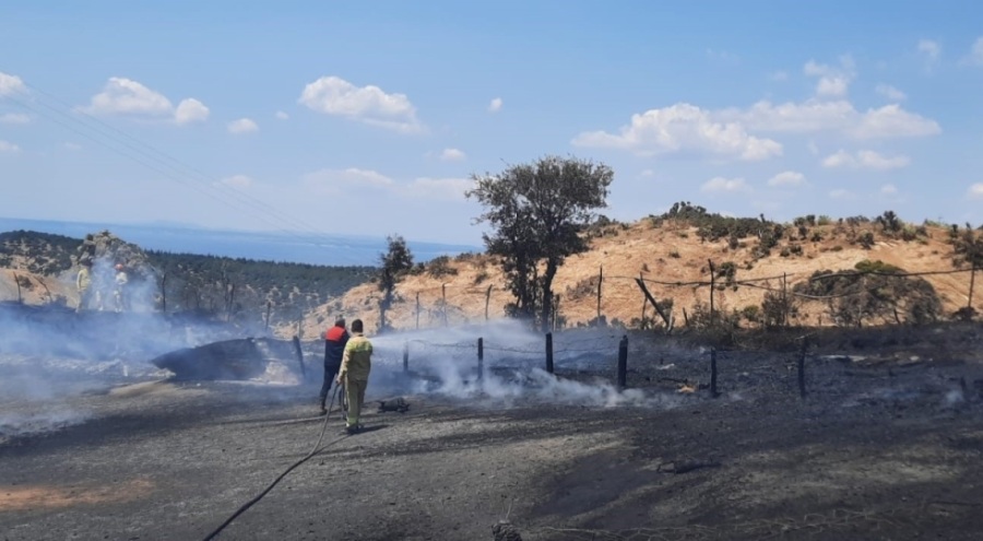 Gelibolu'da ağıl yangınında 150 küçükbaş hayvan telef oldu