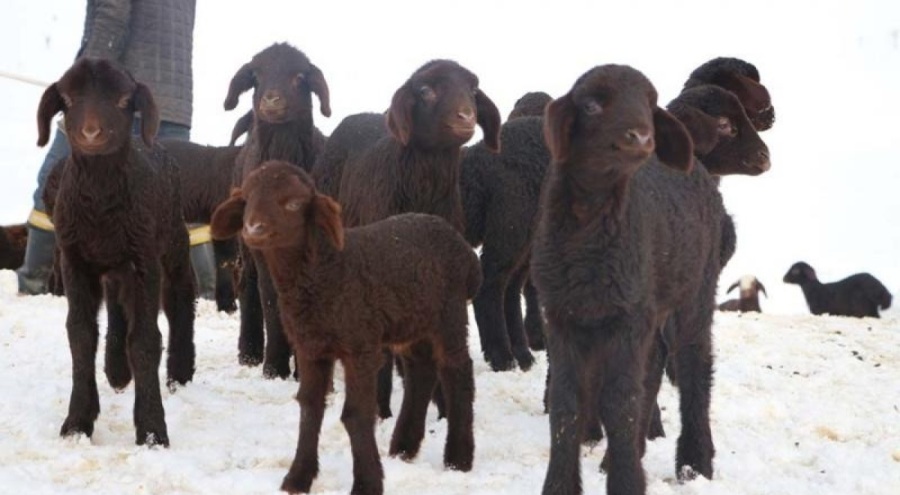 Depremden etkilenen Kırıkhan'a küçükbaş hayvan desteği