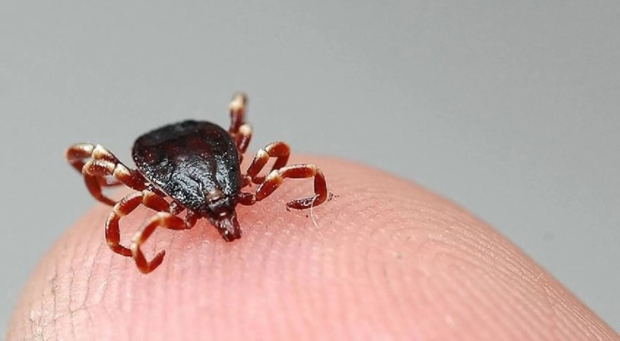 Kene vakaları artıyor