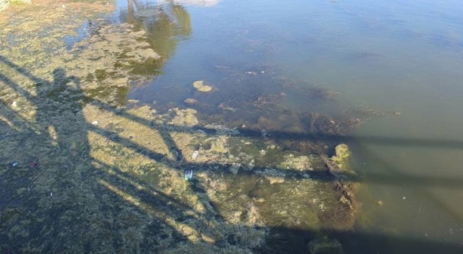 Balıkesir'de toplu balık ölümleri!