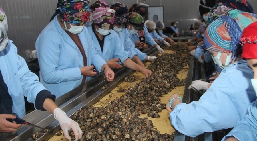 Amasya'da kadınların işlediği kara salyangozu AB ülkelerine gönderiliyor