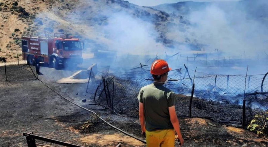 Çanakkale'de 150 oğlak öldü