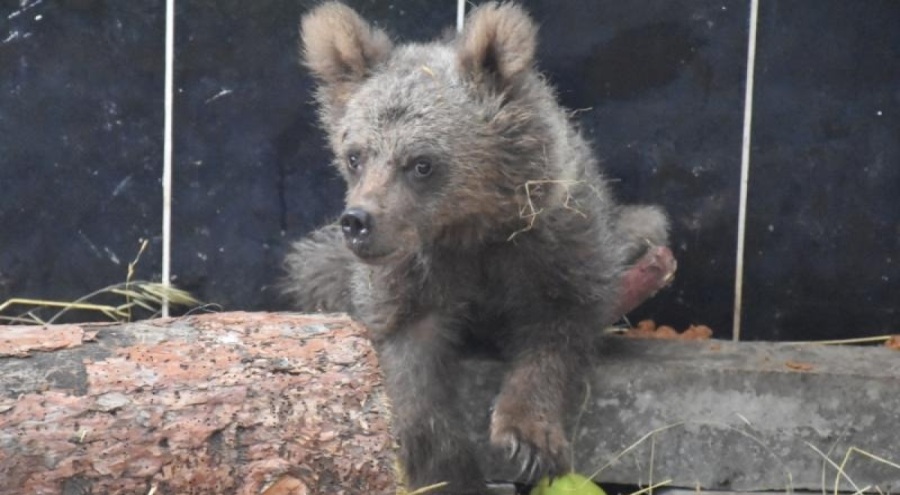 Cindy 2 aylık tedavi sonrası sağlığına kavuştu