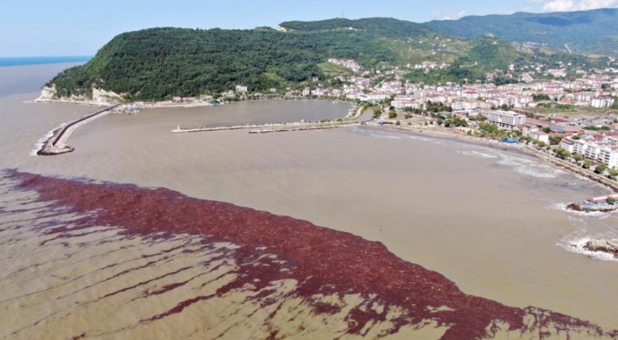 Binlerce turisti ağırlayan sahil çamurla kaplandı