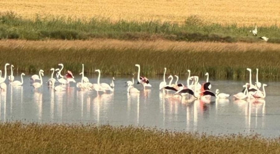 Çorum'da flamingo sevinci!