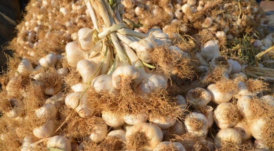 Taşköprü Sarımsağı pazara çıktı: Kilosu 45 lira