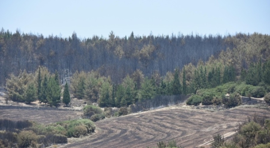 İzmir'deki orman yangınlarında 390 hektar yandı