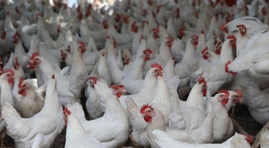 Çin'deki aşırı sıcaklar binlerce tavuğun telef olmasına neden oldu