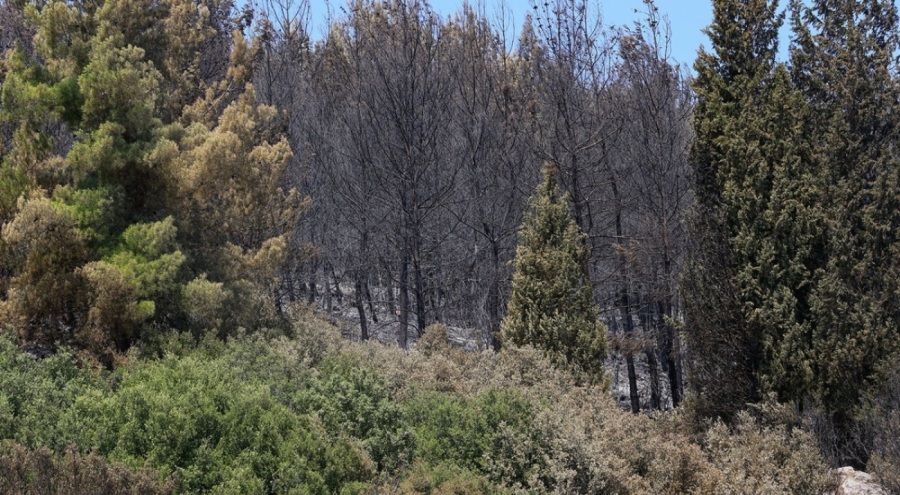 Ege ve Akdeniz'de orman yangınlarına karşı teyakkuz!