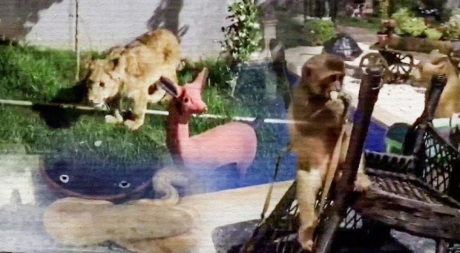 Tekirdağ'da villayı hayvanat bahçesine çevirmişler!