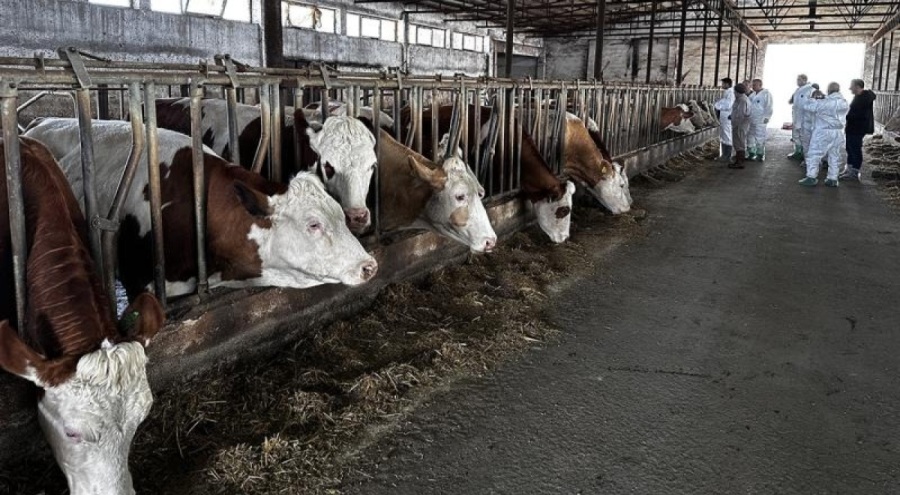 İki ilde şap alarmı!