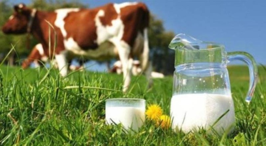 Süt üretimi mayısta yüzde 11 düştü