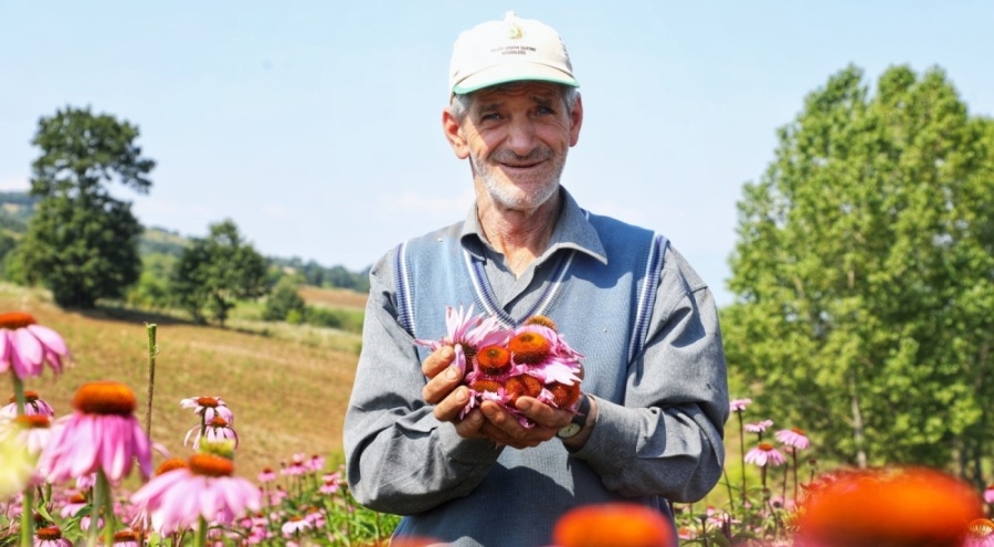 Bursa İnegöl'de şifalı bitki ekinezya hasat için gün sayıyor