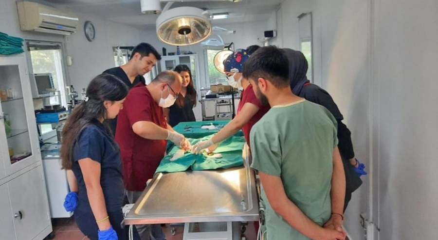 Bursa'da aracın çarptığı kedi yapılan operasyonla kurtarıldı