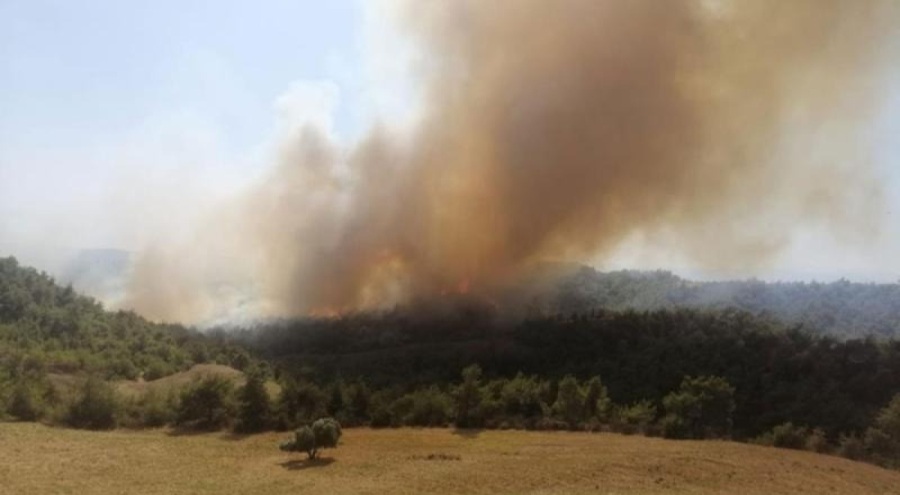 Adana'da orman yangını çıktı!