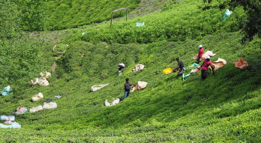 Karadeniz'de çay üreticisinin 'z kuşağı' sitemi