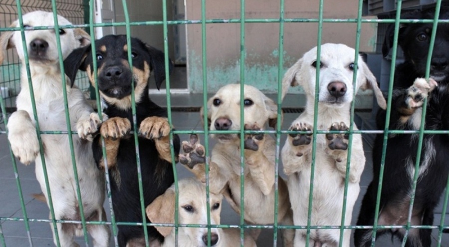Elazığ barınak davasında yargılanan tüm sanıklar beraat etti!