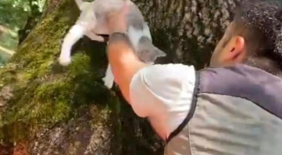 Ağaçta mahsur kalan kedi kurtarıldı