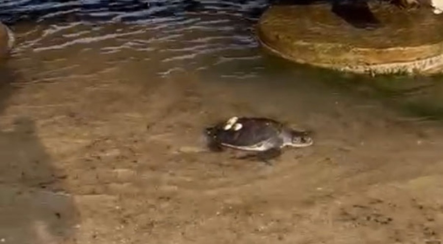 Saros'ta sahile vuran caretta caretta denize bırakıldı