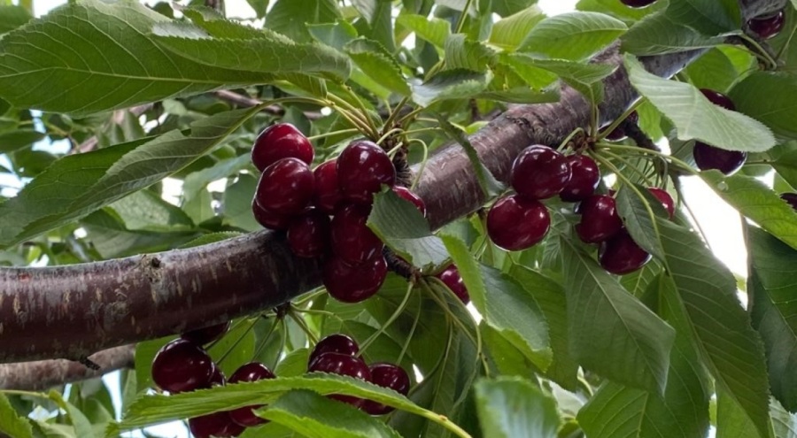 Bilecik'te 'Napolyon' cinsi kirazın hasadına başladı
