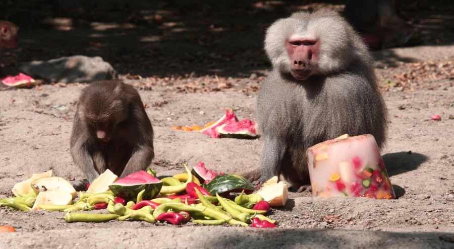 Zoopark'ta 40 derece sıcakta buzlu meyve keyfi