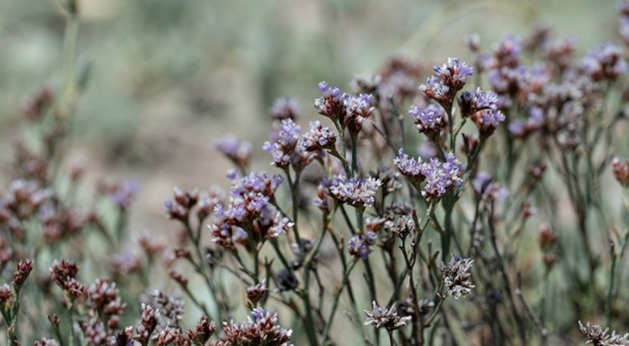 Anadolu Yer Kuduz Otu koruma altına alındı