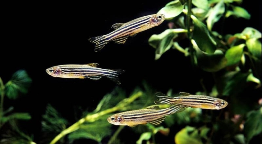 Çin 'uzaya' zebra balığını gönderecek!