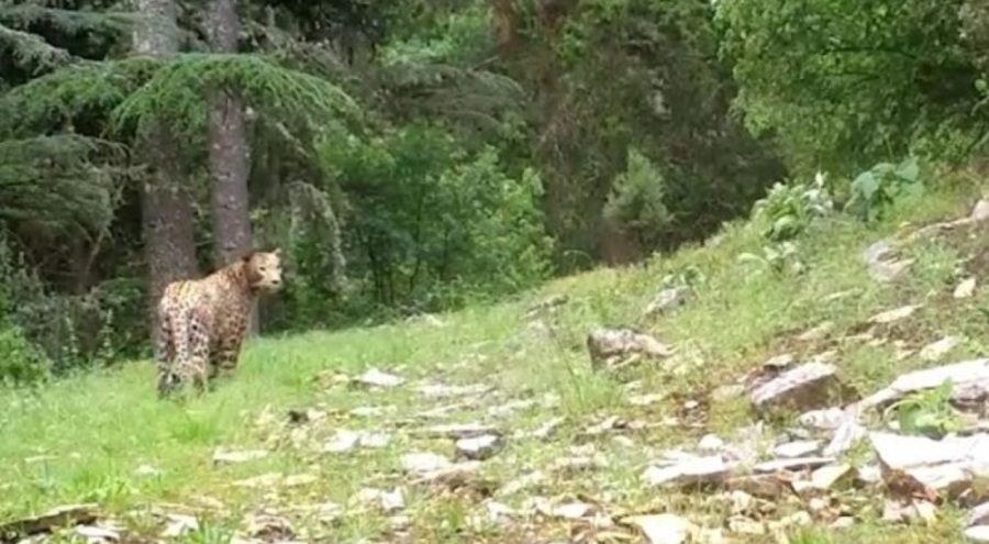 Anadolu Parsı'nı avlayana milyonluk ceza