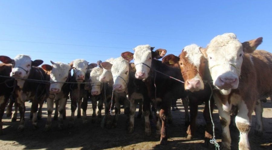 Şap alarmı! Canlı hayvan pazarı kapatıldı