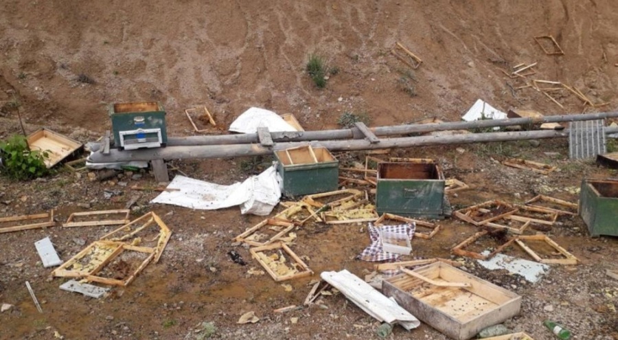 Çitin altını kazarak girdiler! 16 kovan arı telef oldu