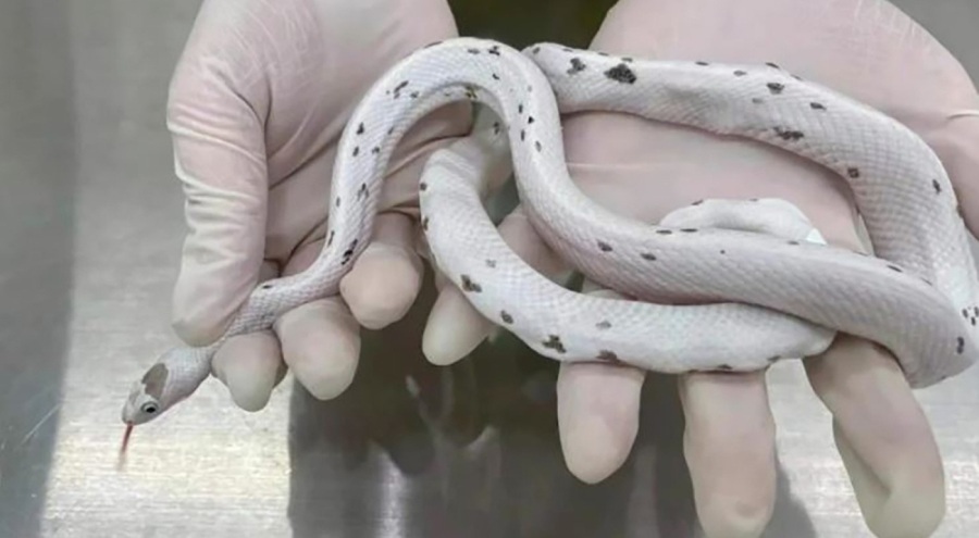 Sütyenine sakladığı 5 yılanı ülkeye gizlice sokmaya çalışırken yakalandı!