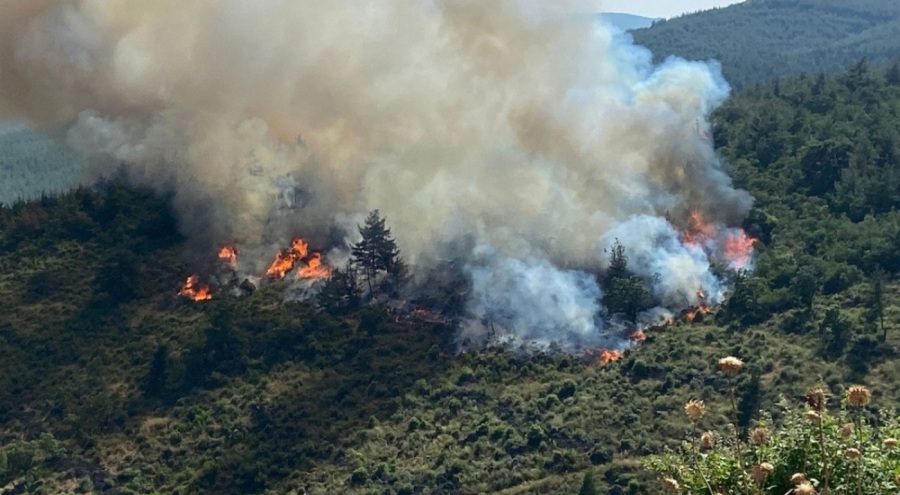 Balıkesir'de orman yangını çıktı
