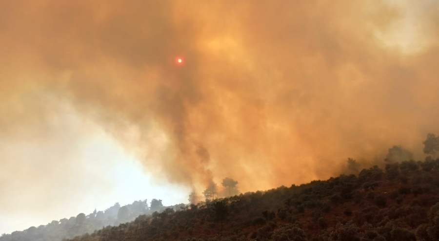 Bodrum'da orman yangını