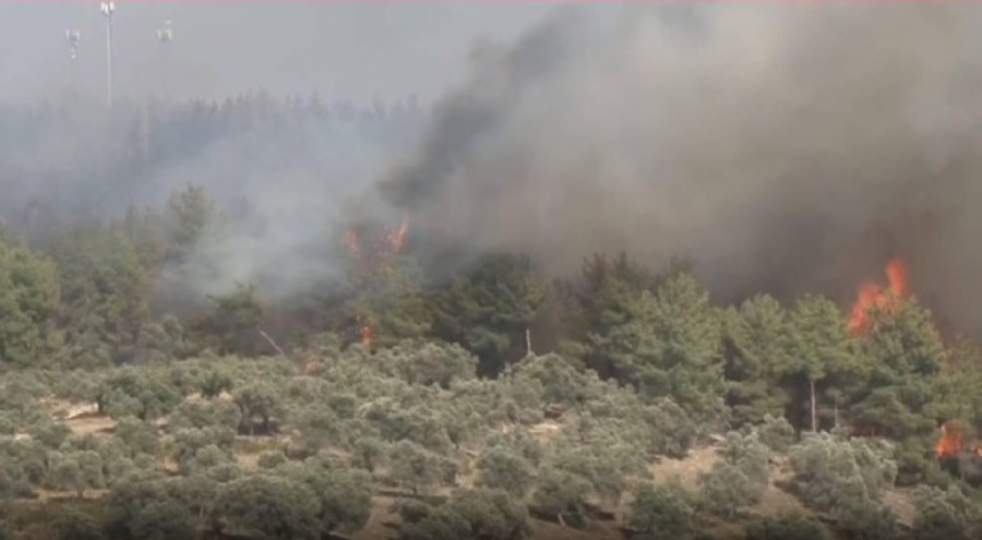 Milas'ta çıkan orman yangını kontrol altında